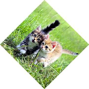 Детские песни - Когда мои друзья со мной (Если с другом вышел в путь...)