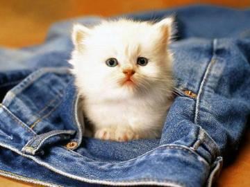 Детские песни - Котик (Ты мой миленький хорошенький мой котик)